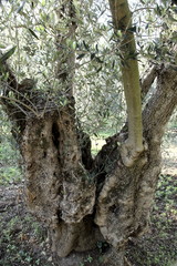 Tuscany, ancient olive trees