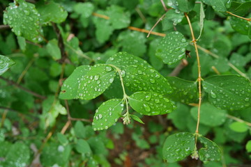 Green leaf with water drops nature background stock macro close up.
