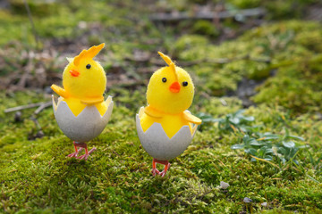 Ostern hintergrund mit Küken auf Moos 