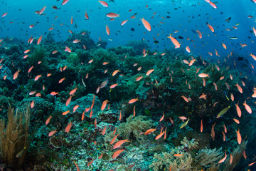 Fototapeta na wymiar Vibrant School of Anthias and Coral Reef in Coral Triangle