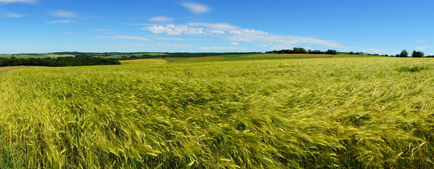 grünes Gerstenfeld bei Raversbeuren im Hunsrück Panorama
