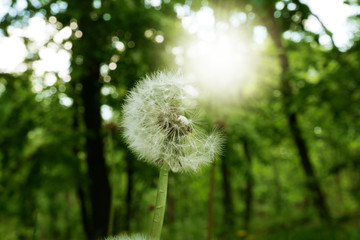 White dandelion in the forest. sunlight through trees.