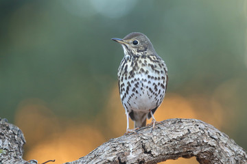 Song thrush - winter migration