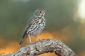Song thrush - winter migration