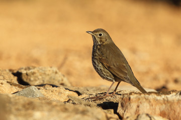 Song thrush - winter migration