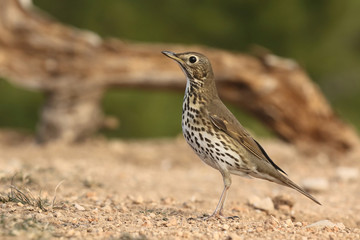 Song thrush - winter migration