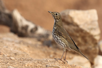 Song thrush - winter migration