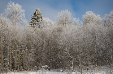 Trees in frost and snow on winter sunny day
