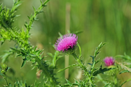 Acker-Distel
