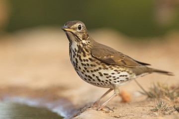 Song thrush - winter migration