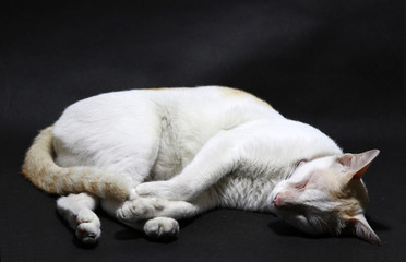 Fototapeta premium Sleeping curl cat in white and orange color on the black floor. cat is a small domesticated carnivorous mammal with soft fur, a short snout, and retractile claws.