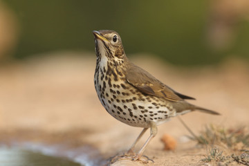 Song thrush - winter migration