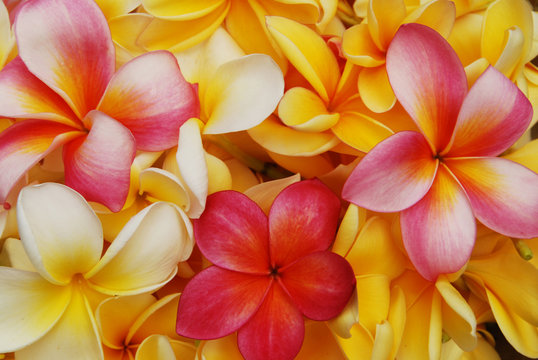 Fleurs de frangipanier