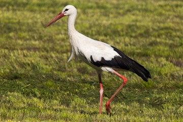 Storch auf abgemähter Wiese