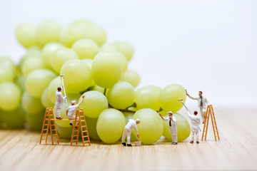 Group of miniature people washing bunch of white grape