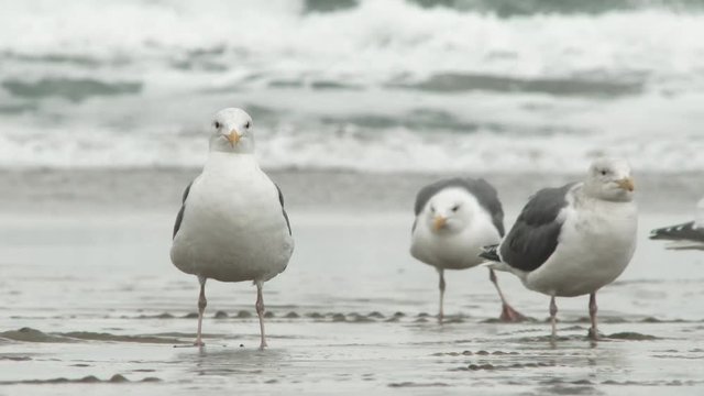Close up on a group of seagulls hanging out at the beach during low tide at the Pacific Coast in Oregon.