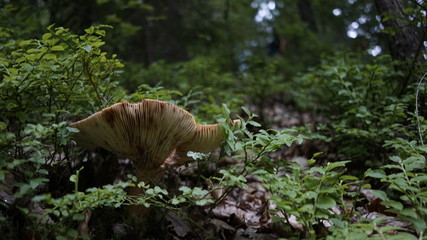 grzyb blaszkowany © Marcin