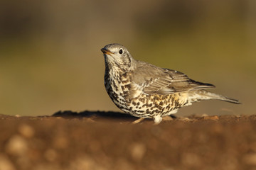Song thrush - winter migration
