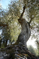 Tuscany, ancient olive trees