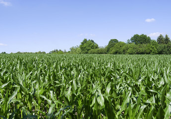 Fototapeta na wymiar Plants: Maize field in the rural Altenburg county in Eastern Thuringia in June
