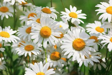 Flowering.  Blooming chamomile field, Chamomile flowers.