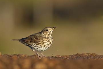 Song thrush - winter migration