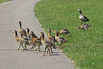 Nil-Gänse © Asray Laleike