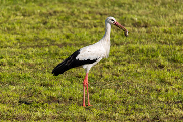 Storch auf abgemähter Wiese