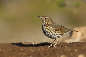 Song thrush - winter migration