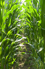 Plants:  Maize field in the rural Altenburg county in Eastern Thuringia in June