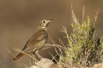 Song thrush - winter migration