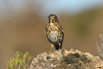 Song thrush - winter migration