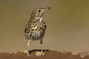 Song thrush - winter migration