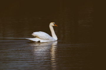 white swan swimming on a lake 