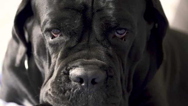A Portrait of Dog Cane Corso looking to camera seriously. Close up