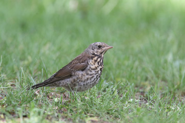 Fieldfare - thrushes