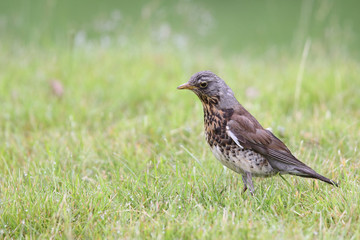 Fieldfare - thrushes