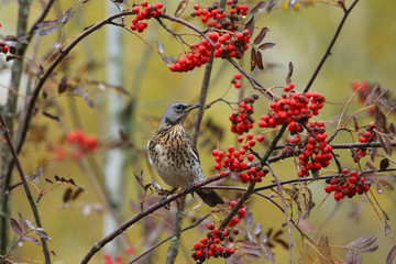 Fieldfare - thrushes