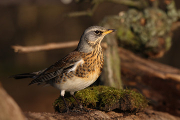 Fieldfare - thrushes