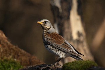 Fieldfare - thrushes
