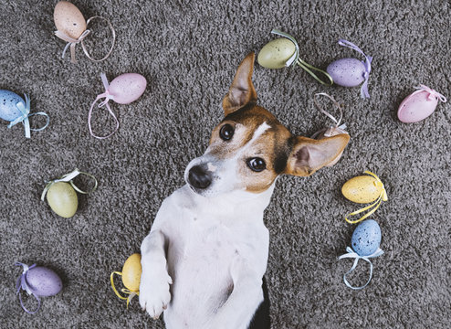 Adorable jack russell dog lying back on gray carpet with Easter painted eggs looking at camera Pet take selfie and Happy Easter eggs Hunt concept, top view