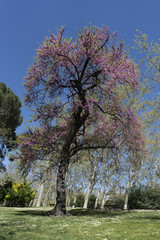 Obraz premium NATURALEZA