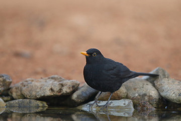 Common black bird
