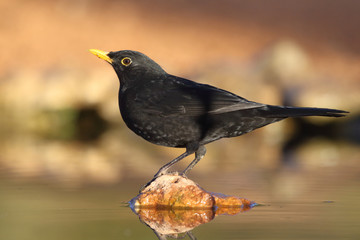 Common black bird