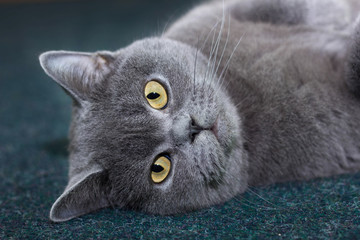 The cute gray cat