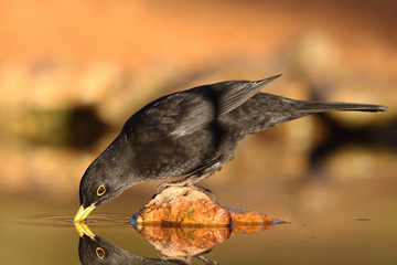 Common black bird