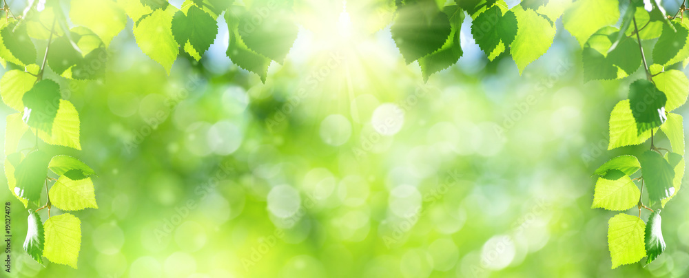 Poster Natural background. Bright spring background with birch branch in the sunlight.