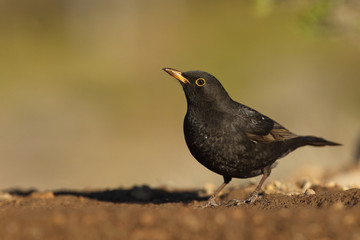 Common black bird