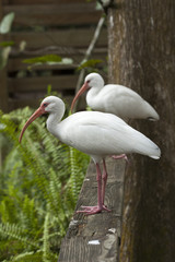White Ibis