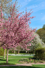 Japanische Kirschbaumblüte